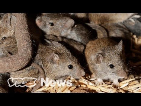 Millions of Mice Are Terrorizing Australia