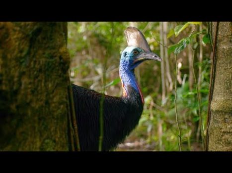 Filming The World’s Deadliest Bird | Wild Stories | BBC Earth