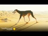 This Arabian Dog is Fast Enough to Catch a Gazelle