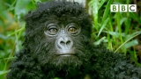 Robot spy gorilla infiltrates a wild gorilla troop ????️???? | Spy In The Wild