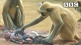 Langur monkeys grieve over fake monkey | Spy in the Wild