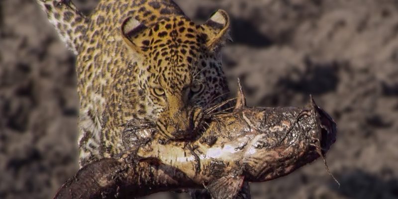 Leopards learn how to Catch Catfish