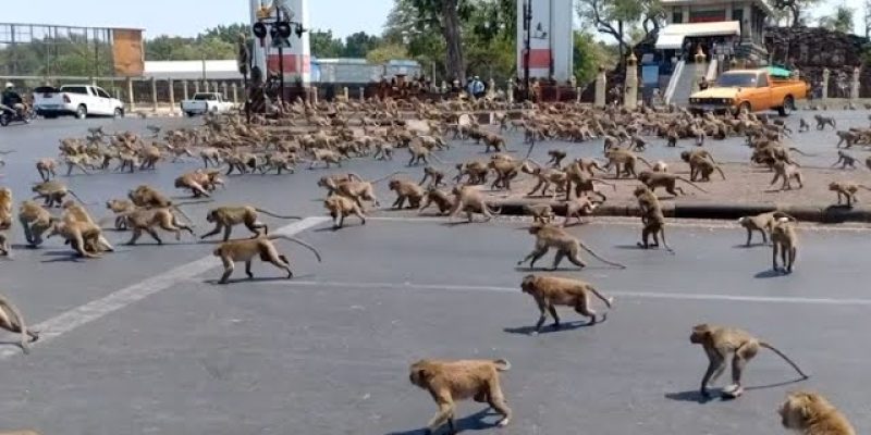 Monkey Swarm Takes Over City