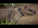 Rats Save Humans From Landmines