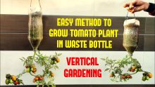 Easy Way To Grow Tomato Plant in Plastic Hanging Bottle