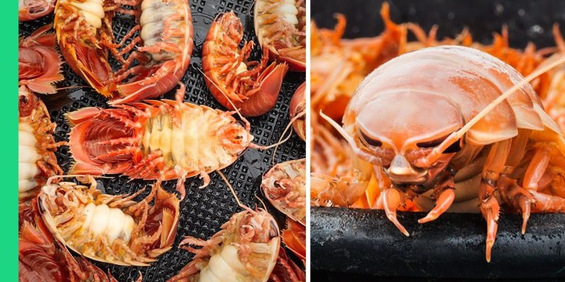 Japanese Seafood NIGHTMARE!!! RARE Deep Sea Creature Cooking!!