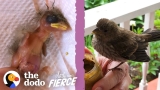 Woman Finds A Baby House Finch Bird On Her Porch