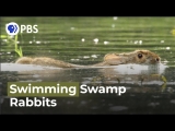 Swimming Rabbits Caught on Camera