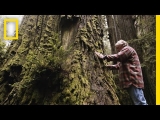 One Man’s Mission to Revive the Last Redwood Forests