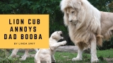 Lion cub annoys his dad. Cubs are taught a lesson