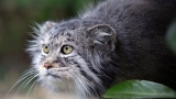 Manul – the Angriest cat in the world. Interesting facts about Manuls