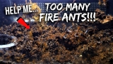 PLEASE HELP: What Should I Do With All These FIRE ANTS?