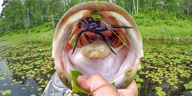 Bass Love Spiders!