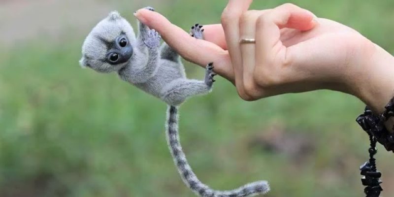 10 Cutest Exotic Animals You Can Own as Pets