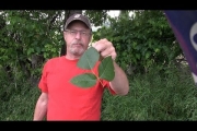 How to never have a serious poison ivy rash again
