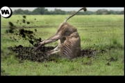 Here’s What a  Lion Does After Being Banished From the Pride