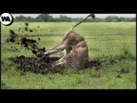 Here’s What a  Lion Does After Being Banished From the Pride