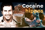 Why Escobar’s Hippo Legacy Still Haunts Colombia
