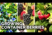 How to Grow Raspberries, Blueberries, and Blackberries in Containers