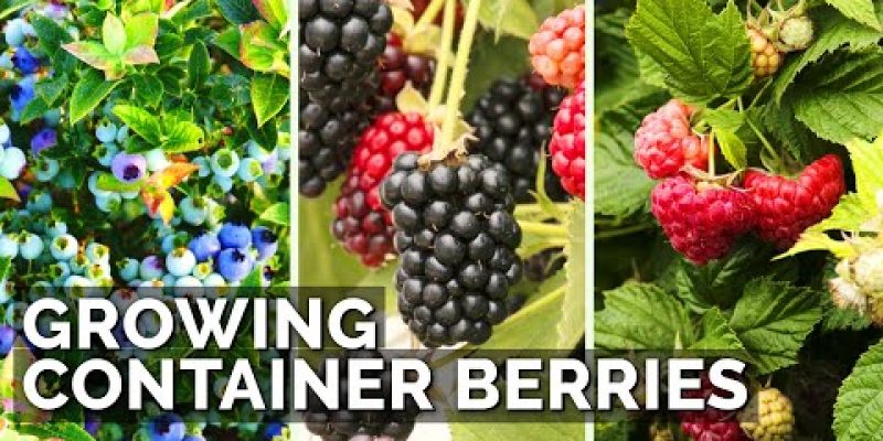 How to Grow Raspberries, Blueberries, and Blackberries in Containers