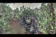 Marine Corps Scout Sniper Course: Cover and Concealment