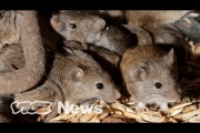Millions of Mice Are Terrorizing Australia
