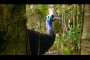 Filming The World’s Deadliest Bird