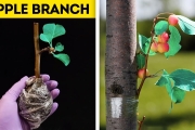 23 CUTE HACKS WITH PLANTS THAT WILL AMAZE YOU