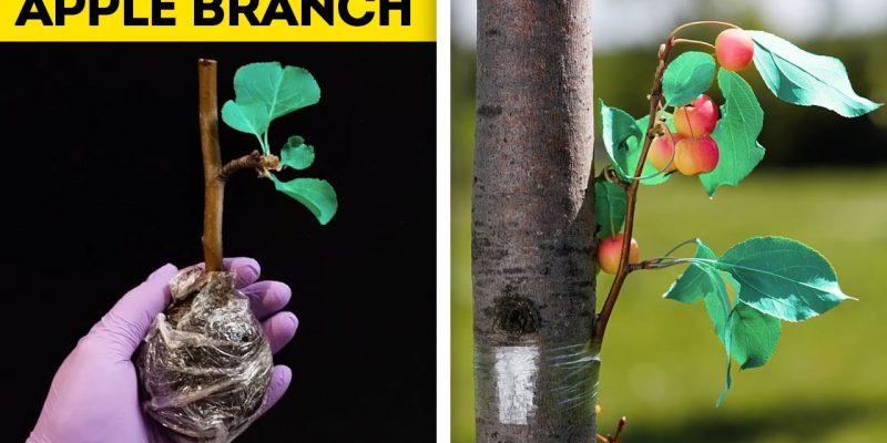 23 CUTE HACKS WITH PLANTS THAT WILL AMAZE YOU