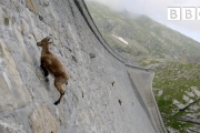 The incredible ibex defies gravity and climbs a dam | Forces of Nature with Brian Cox – BBC