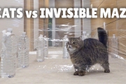 Cats vs Invisible Maze