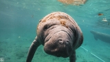 Beautiful close encounter with manatees seeking refuge in Florida.