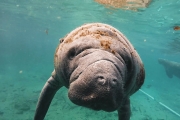 Beautiful close encounter with manatees seeking refuge in Florida.