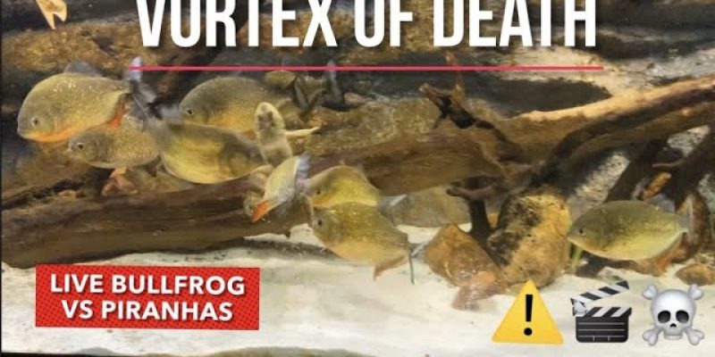 PIRANHA VS BULLFROG LIVE FEEDING ( WARNING! GRAPHIC CONTENT)