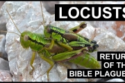 Return of the Plagues – Locusts