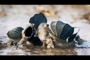 Mudskippers: The Fish That Walk on Land