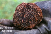 Why Real Truffles Are So Expensive
