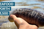 Why Sea Cucumbers Are So Expensive?