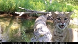 Man captures all walks of life crossing log bridge