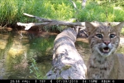 Man captures all walks of life crossing log bridge