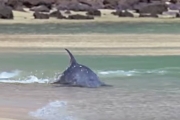 Hydroplaning Dolphins