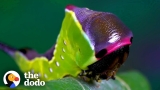 Watch This Caterpillar Turn Into A Puss Moth