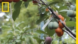 This Crazy Tree Grows 40 Kinds of Fruit