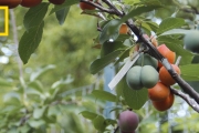 This Crazy Tree Grows 40 Kinds of Fruit