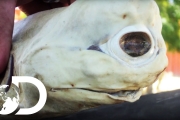 Cyclops and Ghost Sharks | Most Bizarre Sharks Of The Midnight Zone