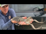 GIANT MANTIS SHRIMP – CATCH, CLEAN, COOK