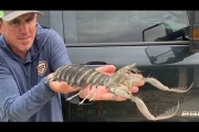 GIANT MANTIS SHRIMP – CATCH, CLEAN, COOK