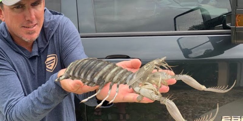 GIANT MANTIS SHRIMP – CATCH, CLEAN, COOK