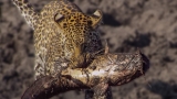 Leopards learn how to Catch Catfish