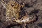 Leopards learn how to Catch Catfish